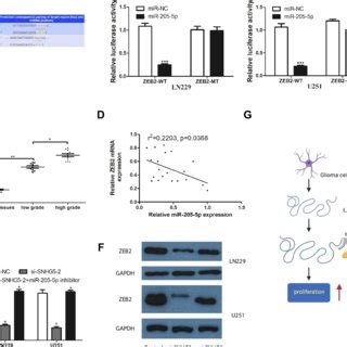 SNHG5 Exerted Its Functions Via Negatively Regulating MiR 205 5p