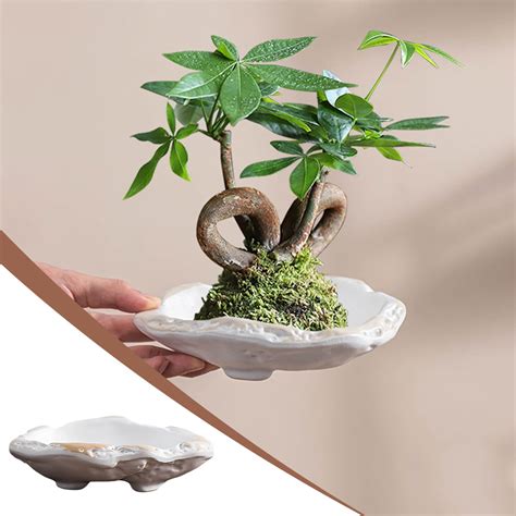 Naxoaeo Clearance Brazil Lucky Wood Brazilian Wood Lucky Plants Indoor