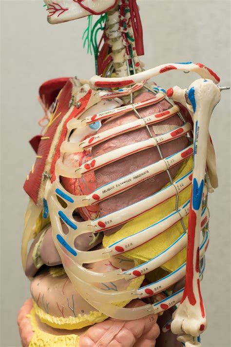 Anatomy Human Body Model Part Of Human Body Model With Organ System