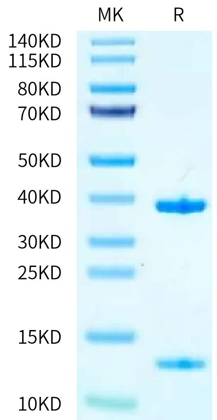 Biotinylated Human HLA A 11 01 B2M KRAS WT VVVGAGGVGK Monomer Protei