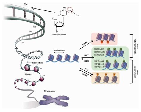 Diagrammatic Representation Of Epigenetic Mechanisms Namely Dna