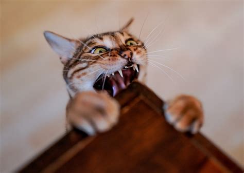 Landen Katzen Immer Auf Den Pfoten Dpa Shop