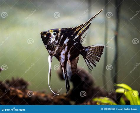 Black and White Angel Fish in a Fish Tank Stock Image - Image of ...