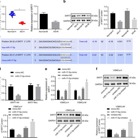 Mir 17 5p Was One Of The Target Genes Of Lincrna P21 A The Expression