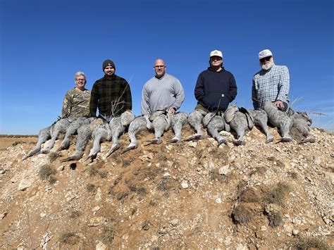 Guided Sandhill Crane Hunts Near Lubbock Tx West Texas Safaris