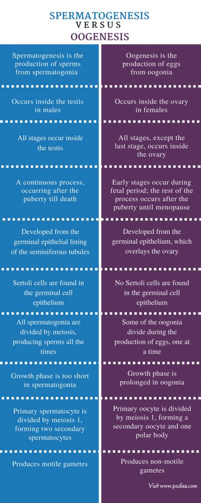Spermatogenesis Vs Oogenesis Comparison Venn Diagram
