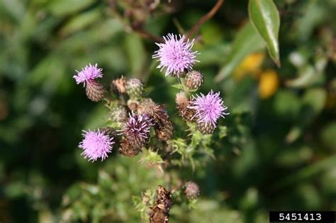 Canada Thistle Cirsium Arvense L Scop