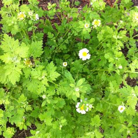 Chamomile Feverfew Project Noah