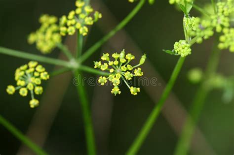 Wild Parsnip Flower Pastinaca Sativa Stock Photo Image Of Habitat