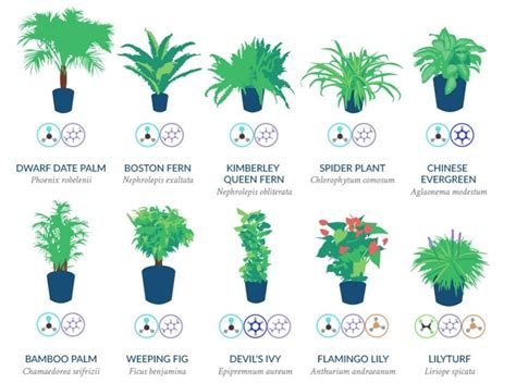 NASA Has Compiled a List of the Best Air-Cleaning Plants for Your Home