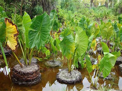 Cyrtosperma Merkusii Giant Swamp Taro Plant