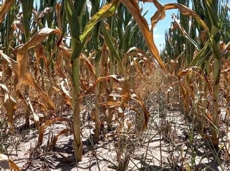 Emergencia Agropecuaria Avanza La Homologaci N De Naci N Y Activan El