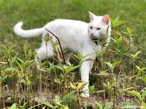 Natural Cat Repellent: Effective Home Remedies to Keep Cats Away ...