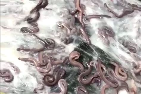 Slimy Eels Bring Us Highway To A Standstill