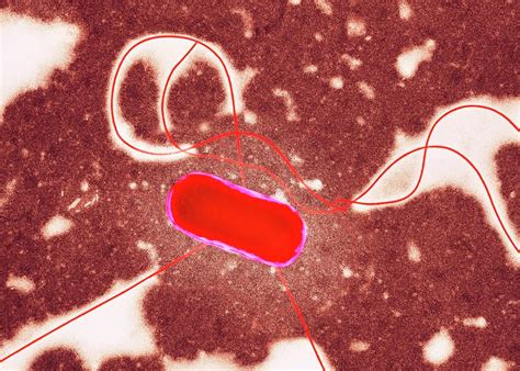 E Coli Bacterium Photograph By Centre For Infectionspublic Health Englandscience Photo Library