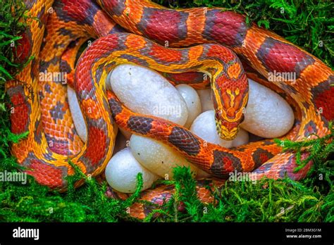 Corn Snake Pantherophis Guttatus Female With Recently Laid Eggs