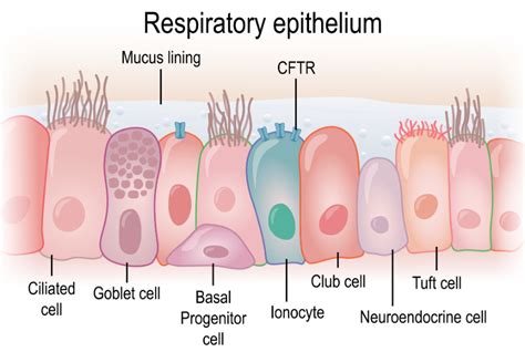 The CFTR Gene And Cystic Fibrosis Point A Fibrosis