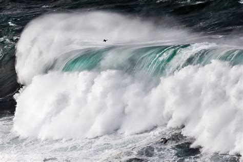 Bird Photographer Of The Year Winners