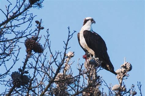 Raptor Power: Discover Birds of Prey - CuriOdyssey