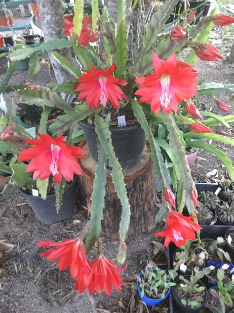 Epiphyllum Disocactus Ackermannii Informacionpublica Svet Gob Gt