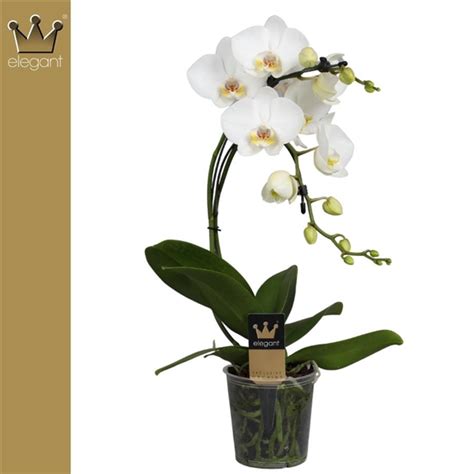 Phalaenopsis 2 Tak Boemerrang Wit Boemerrangwit Floraxchange