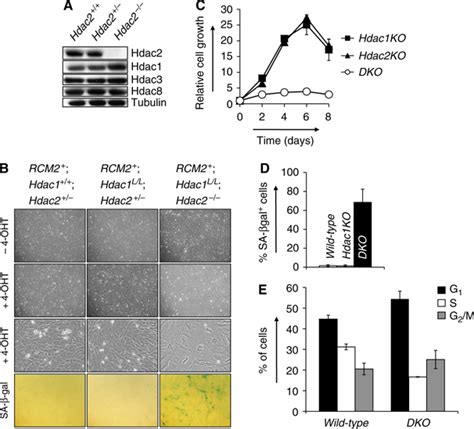 Overlapping Functions Of Hdac1 And Hdac2 In Cell Cycle Regulation And