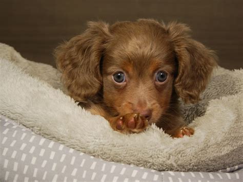 Brown Chiweenie Puppy