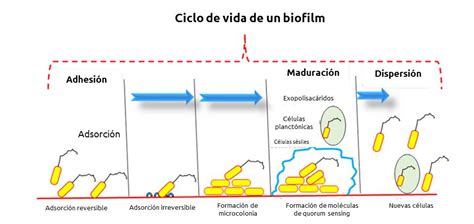 Biofilms Peligros Y Beneficios De Una Comunidad Bacteriana