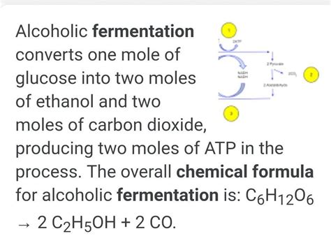 Yeast Fermentation Equation