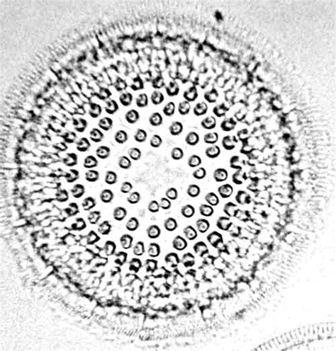 Turning Back The Centuries Of Microscopy Wiley Analytical Science