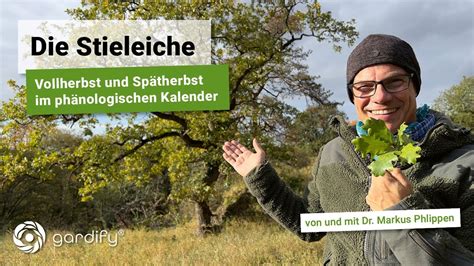 Stieleiche Vollherbst und Spätherbst im phänologischen Kalender