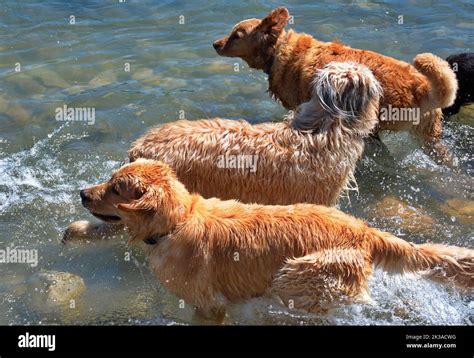 Group Of Dogs Playing In River Stock Photo Alamy