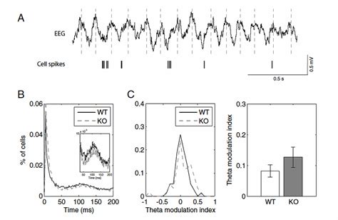 19 Similar Theta Modulation Of Cell Firing In WT And GluR A KO Mice