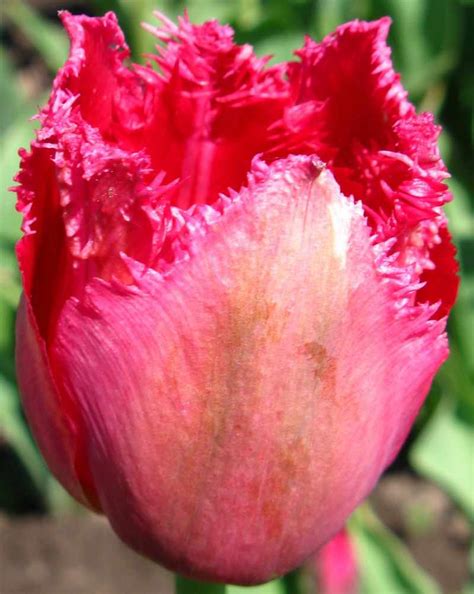 Тюльпаны - посадка, выращивание, фото каталог