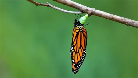 Monarch Butterfly Chrysalis Stages Unveiled