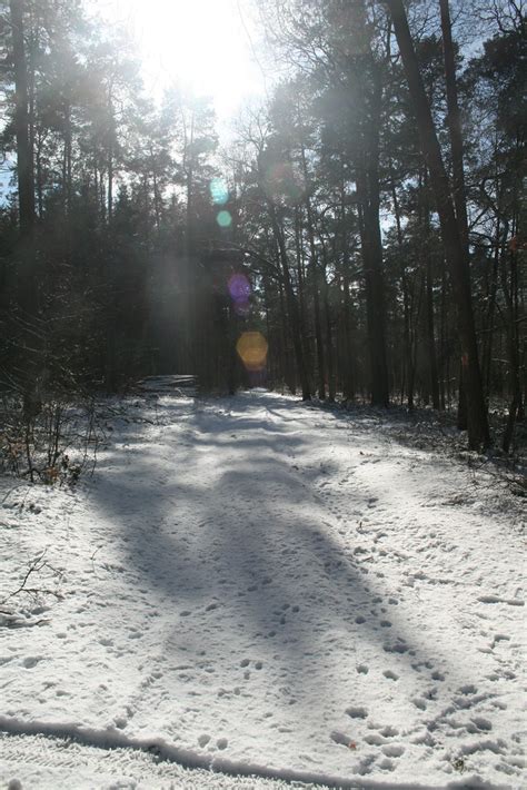 V Gel Im Schnee Und Winterwald Anriro Flickr