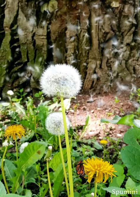 Pin By Esma Cengiz On Sizin Pinleriniz Dandelion Beautiful