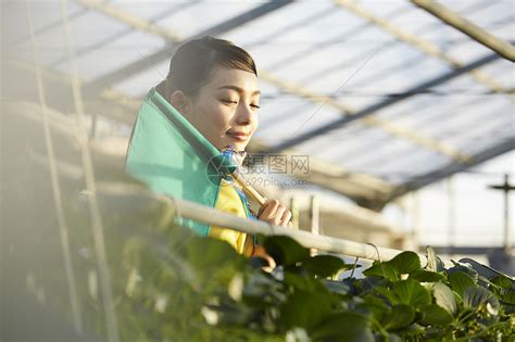 温室里拿着旗帜的导游高清图片下载 正版图片502076527 摄图网