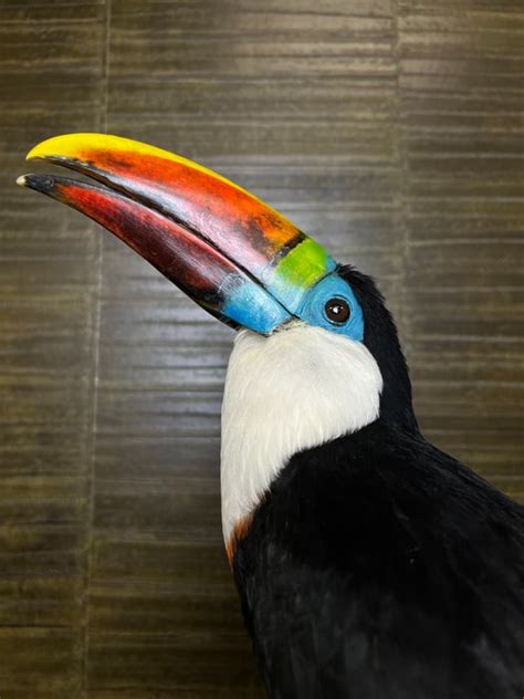 White Throated Toucan New Mount Ramphastos Tucanus Catawiki