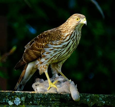 Cooper S Hawk — Santa Clara Valley Bird Alliance