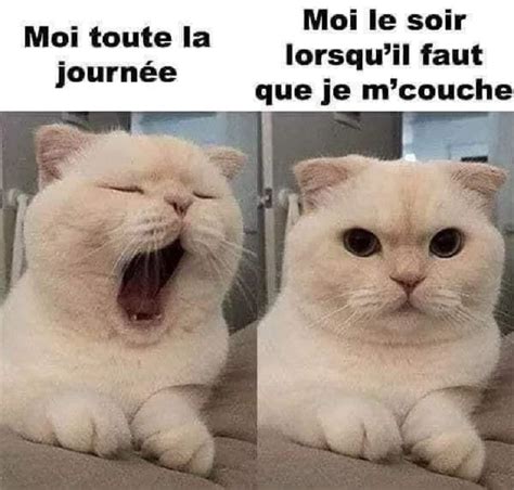 Moi toute la journée Humour France fr Funny animal memes Funny dog