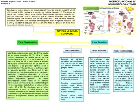 Sistema Nervioso Mapa Conceptual Morfofuncional Iv Nombre Porn Sex Picture