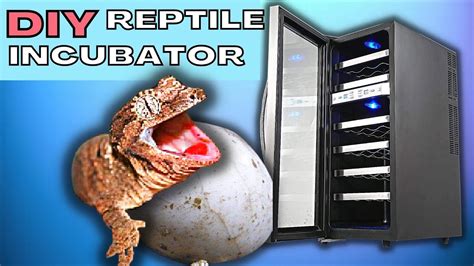 DIY Reptile Egg Incubator Building A Reptile Incubator Is Easier Than