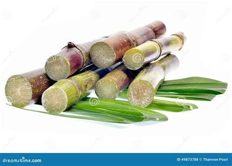 Sugar Cane Isolated On White Background Stock Photo Image Of Healthy