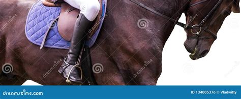 Riding on a Brown Horse Isolated on White Stock Photo - Image of brown ...