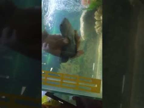 Sedih Banget Kehilangan Ikan Ini Sekarang Udah Tiada Youtube