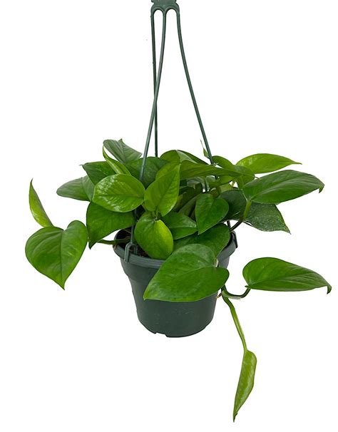 Pothos Jade Hanging Basket 6 Inch The Garden Corner