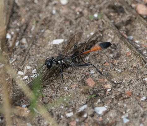 Common Thread Waisted Wasp From Corp Woods Nature Sanctuary Galveston