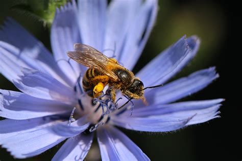 Common Chicory Honey Bee - Free photo on Pixabay