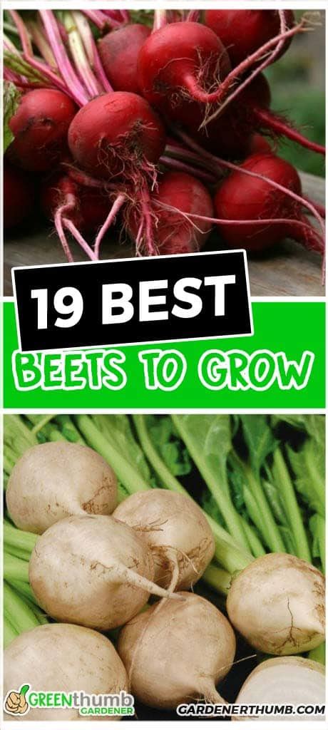 Best Types Of Beets To Plant In Your Garden Green Thumb Gardener